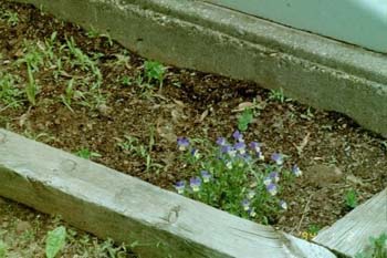 violets
