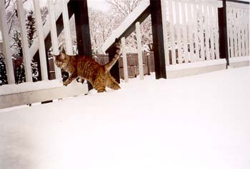 catten04