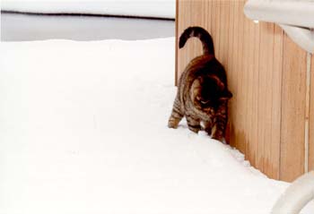 catten06